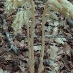 Monotropa hypopitysFlower