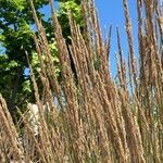 Calamagrostis × acutiflora Fruit