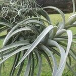 Tillandsia latifolia Levél