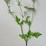 Chaerophyllum aureum Vekstform