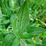 Silene latifolia Folla