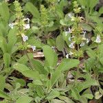 Salvia sonomensis 整株植物