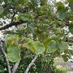 Cercis occidentalis Hostoa
