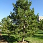 Pinus hartwegii ശീലം