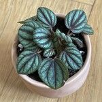 Peperomia albovittata Hostoa