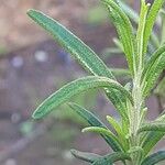 Salvia × lavandulacea Листок