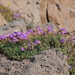 Penstemon davidsonii عادت