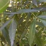 Fraxinus angustifolia Leaf