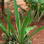 Furcraea selloana Folha