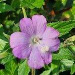 Epilobium hirsutum Floare