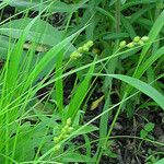 Carex tenera Hábito