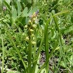 Chamorchis alpina Hábitos