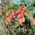 Gaultheria erecta 花