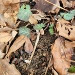 Geum canadense Blad