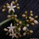 Psychotria wagapensis Hábito