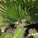 Washingtonia filifera পাতা