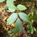 Sambucus nigraHoja