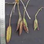 Acianthera pubescens Otro