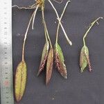 Acianthera pubescens その他の提案