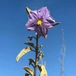 Solanum elaeagnifolium Blodyn