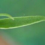 Thesium pyrenaicum Leaf