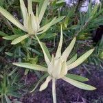 Leucadendron salignum Folha