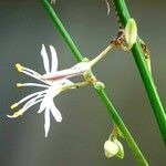 Chlorophytum comosum 花