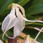 Masdevallia veitchiana Blüte