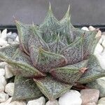 Echeveria purpusiorum Folha