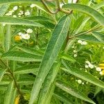 Asclepias incarnata Leaf