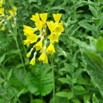 Primula florindae Blomma