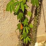 Ceiba pentandra Bark