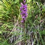 Dactylorhiza traunsteineri Floare