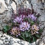 Physoplexis comosa 花