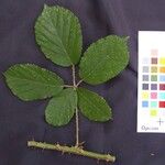 Rubus andegavensis Blad