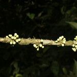 Eugenia costaricensis