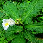 Costus afer Συνήθη χαρακτηριστικά