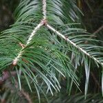Picea crassifolia Leaf