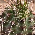 Echinocereus fendleri 整株植物