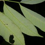 Bonafousia undulata 葉