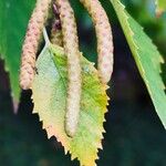 Betula papyrifera फल