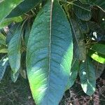 Forgesia racemosa Leaf