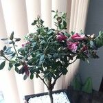 Rhododendron indicum Habitus