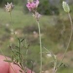 Onobrychis aequidentata 形態