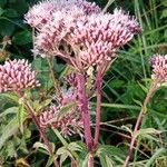 Eupatorium cannabinum Λουλούδι