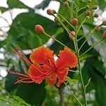 Caesalpinia pulcherrima Virág