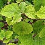 Plectranthus fruticosus Blatt