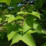 Liquidambar formosana برگ