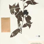 Diospyros manausensis Fruto