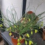 Albuca spiralis Folha